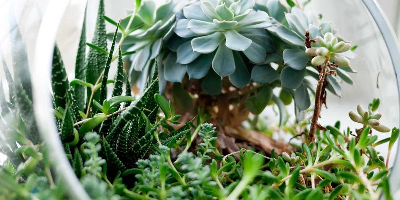 完美网生活指南：家庭绿植养护与室内空气净化服务，打造健康微生态的实用技巧