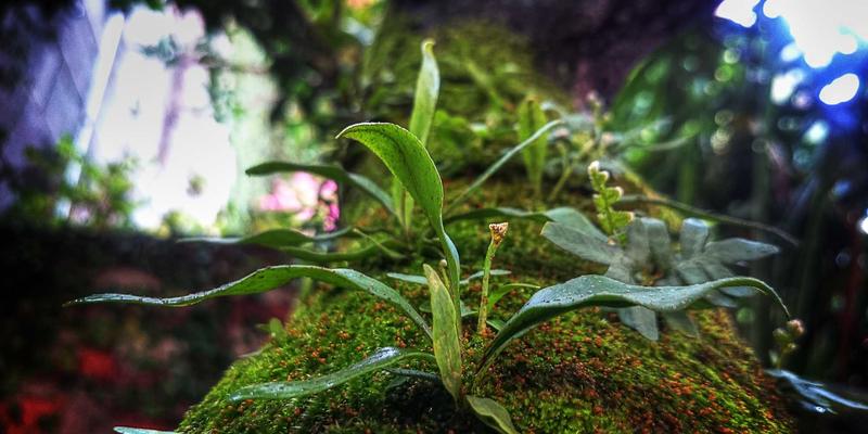 宠物殡葬与纪念服务：市场需求、服务流程与情感关怀 | 本地生活资讯门户