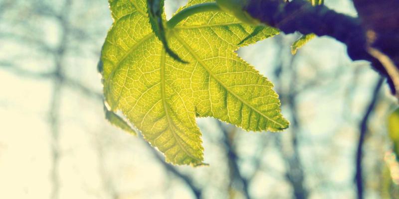 生活服务新纪元：资讯门户如何重塑生活指南，打造完美网生态